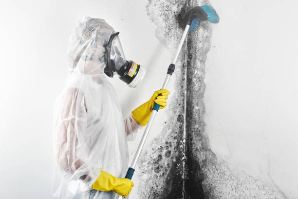 Glen Alpine, NC Mold Removal Company