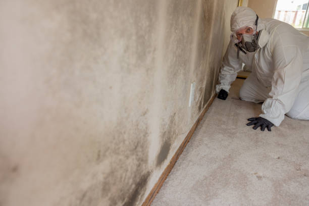 Best Basement Mold Removal  in Glen Alpine, NC